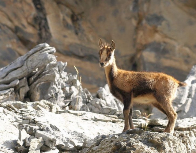  Encuentro con la fauna pirenaica haciendo senderismo